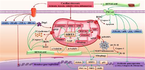 Renalase: A Multi.